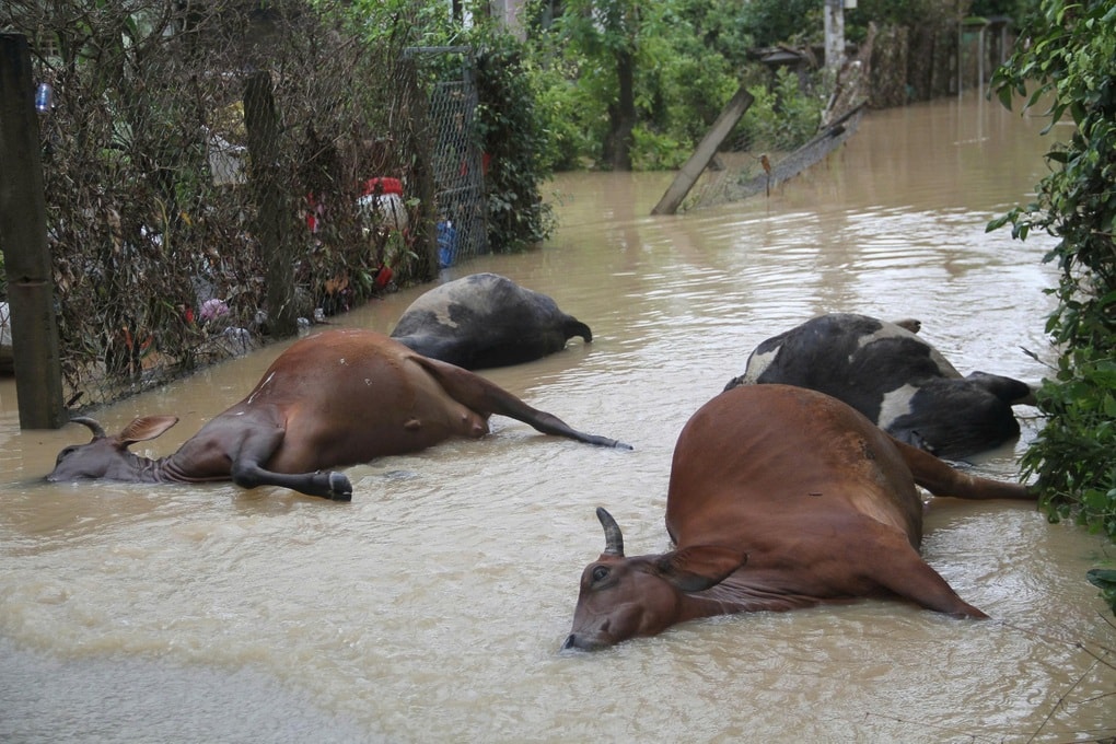 Miền Trung chìm trong đại hồng thủy, tiếng kêu cứu khắp nơi - 6