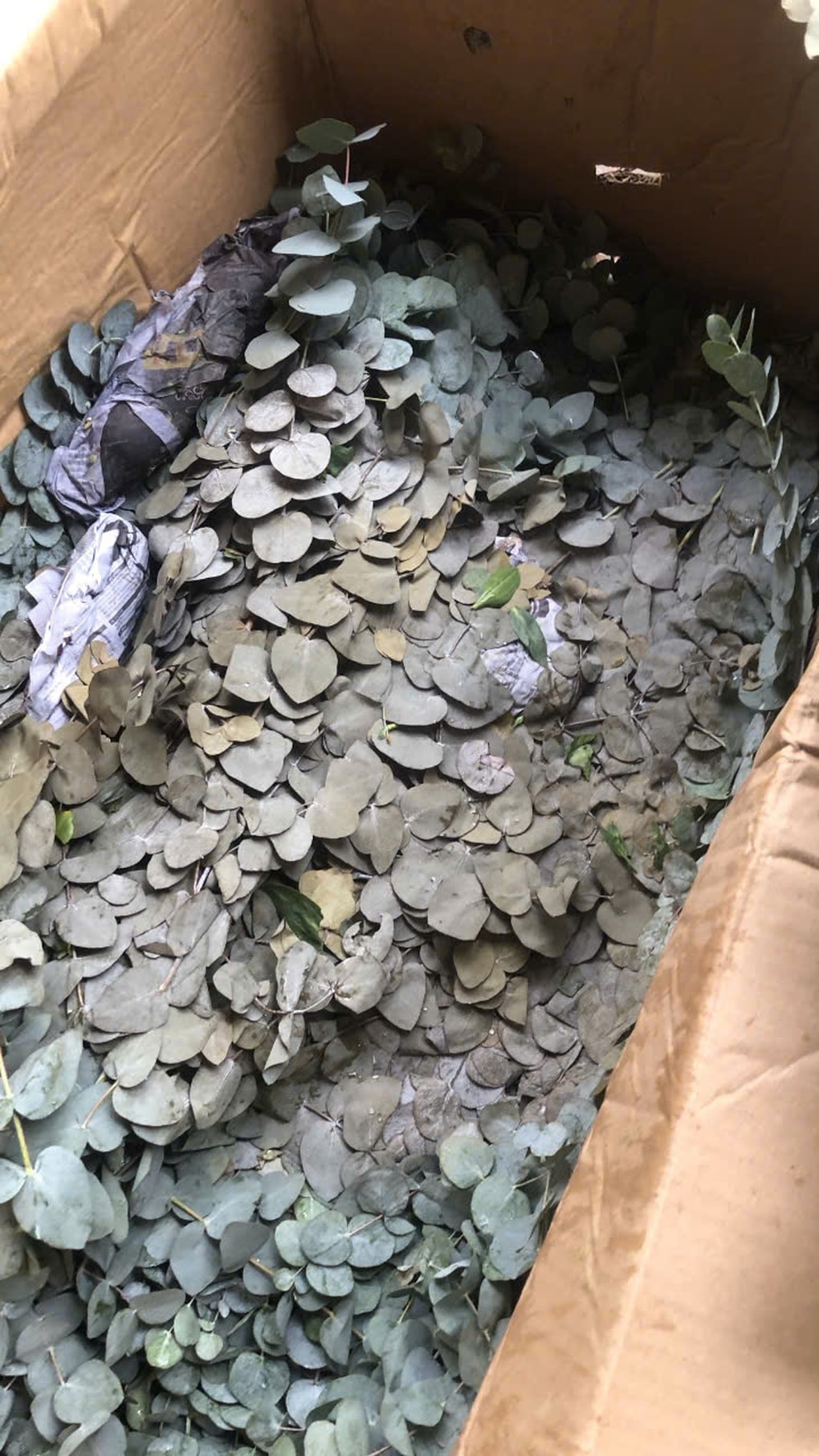 Chủ vườn Lâm Đồng mất trắng nửa tỷ đồng vì nước lũ cuốn trôi nông trại hoa - 5 Chủ vườn Lâm Đồng mất trắng nửa tỷ đồng vì nước lũ cuốn trôi nông trại hoa - 5