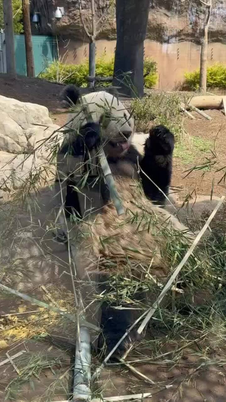 Cặp gấu trúc cuối cùng ở Nhật Bản sắp về Trung Quốc