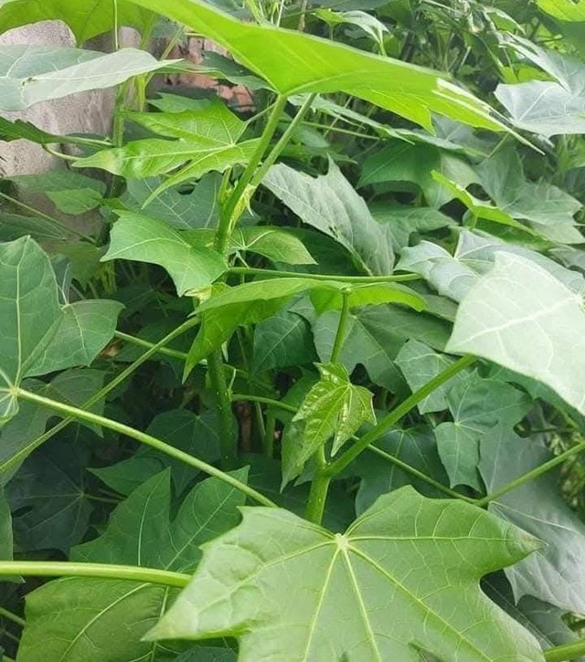 Cây rau nghe tên đã ngọt, trở thành món ăn lạ miệng được nhiều người ưa chuộng - Ảnh 1.