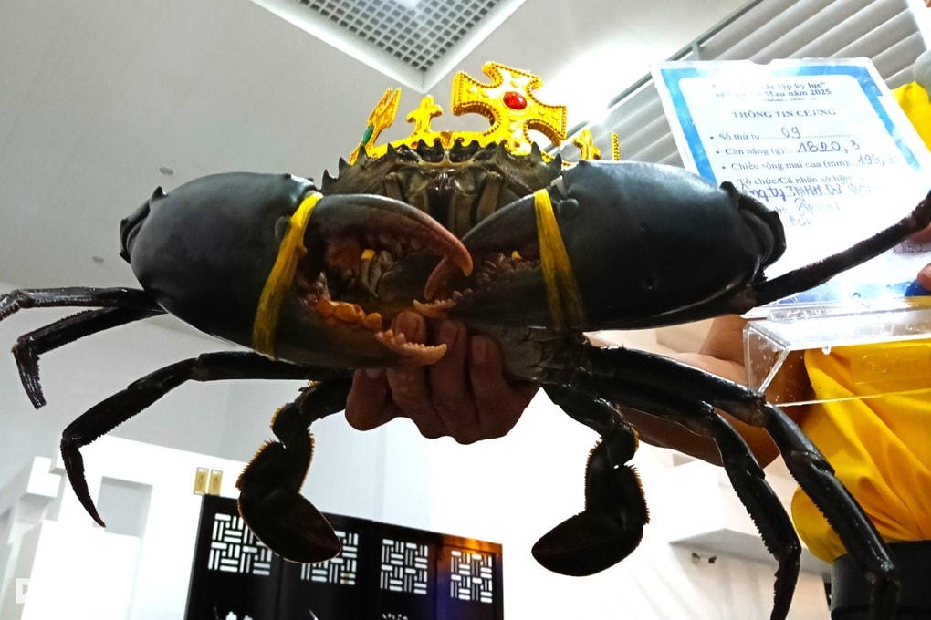 Xác lập con cua Cà Mau lớn nhất nặng hơn 1,8kg - 1 Xác lập con cua Cà Mau lớn nhất nặng hơn 1,8kg - 1