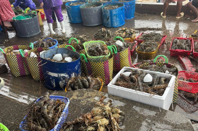 Tôm hùm ở Phú Yên (cũ) chết hàng loạt vì lũ. Ảnh: Hằng Nguyễn