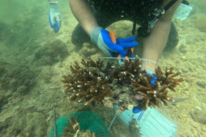 San hô sừng hưu được cấy vào giá thể, đưa xuống đáy biển Cô Tô. Ảnh: Phạm Đức