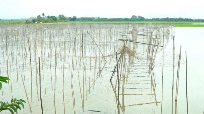 Ruộng lứa bị ngập ở xã Phú Hòa do vỡ bờ bao. Ảnh: Thái Hà