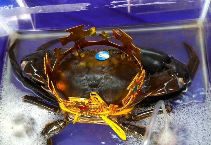 Con cua Cà Mau xác lập kỷ lục lớn nhất Việt Nam nặng gần 1,9 kg. Ảnh: Chúc Ly