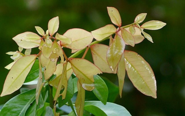 Loại lá có tên rất lạ xưa rụng đầy không ai ăn, nay thành đặc sản bởi hương vị độc lạ - Ảnh 2.