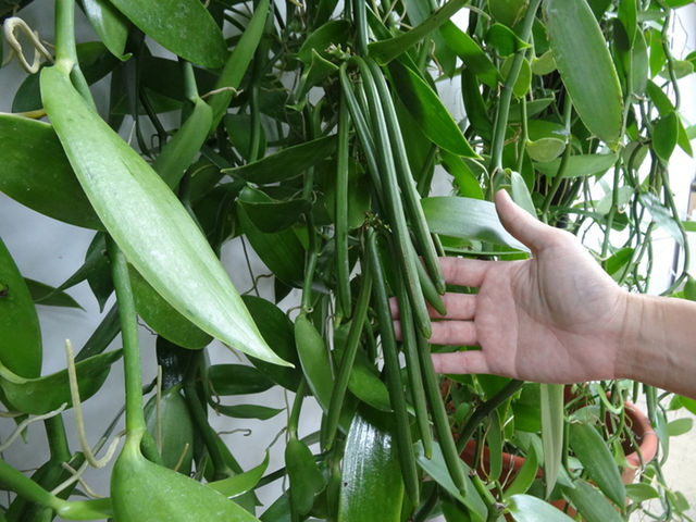 Loại cây tưởng bỏ đi không ngờ hái quả bán 15 triệu/kg, ở Việt Nam cũng có người trồng - Ảnh 1.