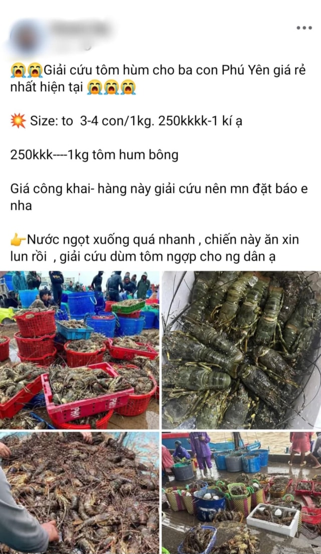 Thực hư thông tin "giải cứu" tôm hùm cho bà con Phú Yên trên mạng xã hội- Ảnh 1.