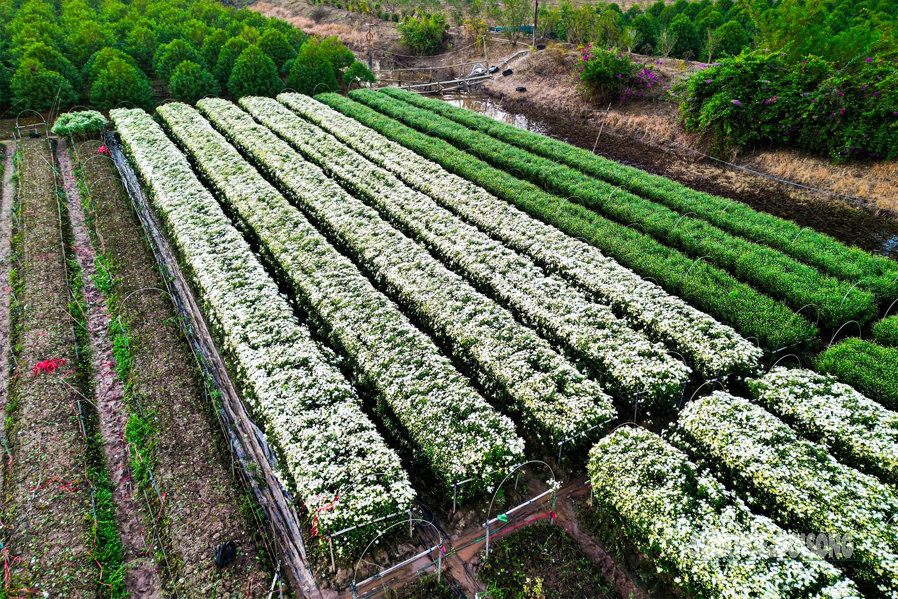 Hà Nội dịu dàng mùa hoa 'gọi đông'- Ảnh 9.