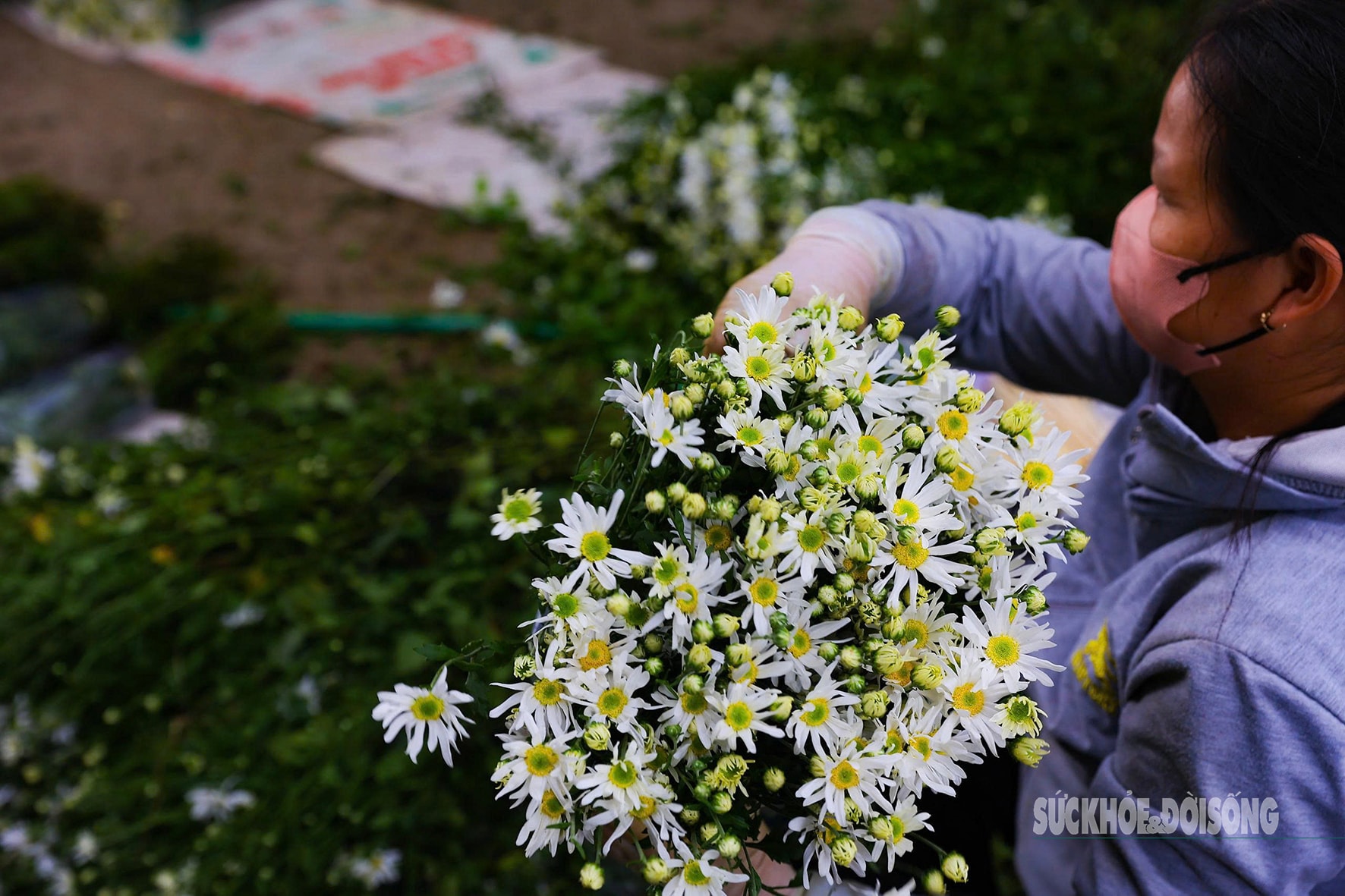 Hà Nội dịu dàng mùa hoa 'gọi đông'- Ảnh 7.