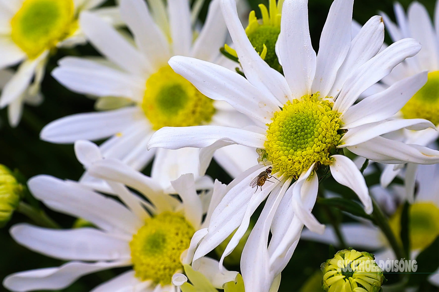 Hà Nội dịu dàng mùa hoa 'gọi đông'- Ảnh 2.