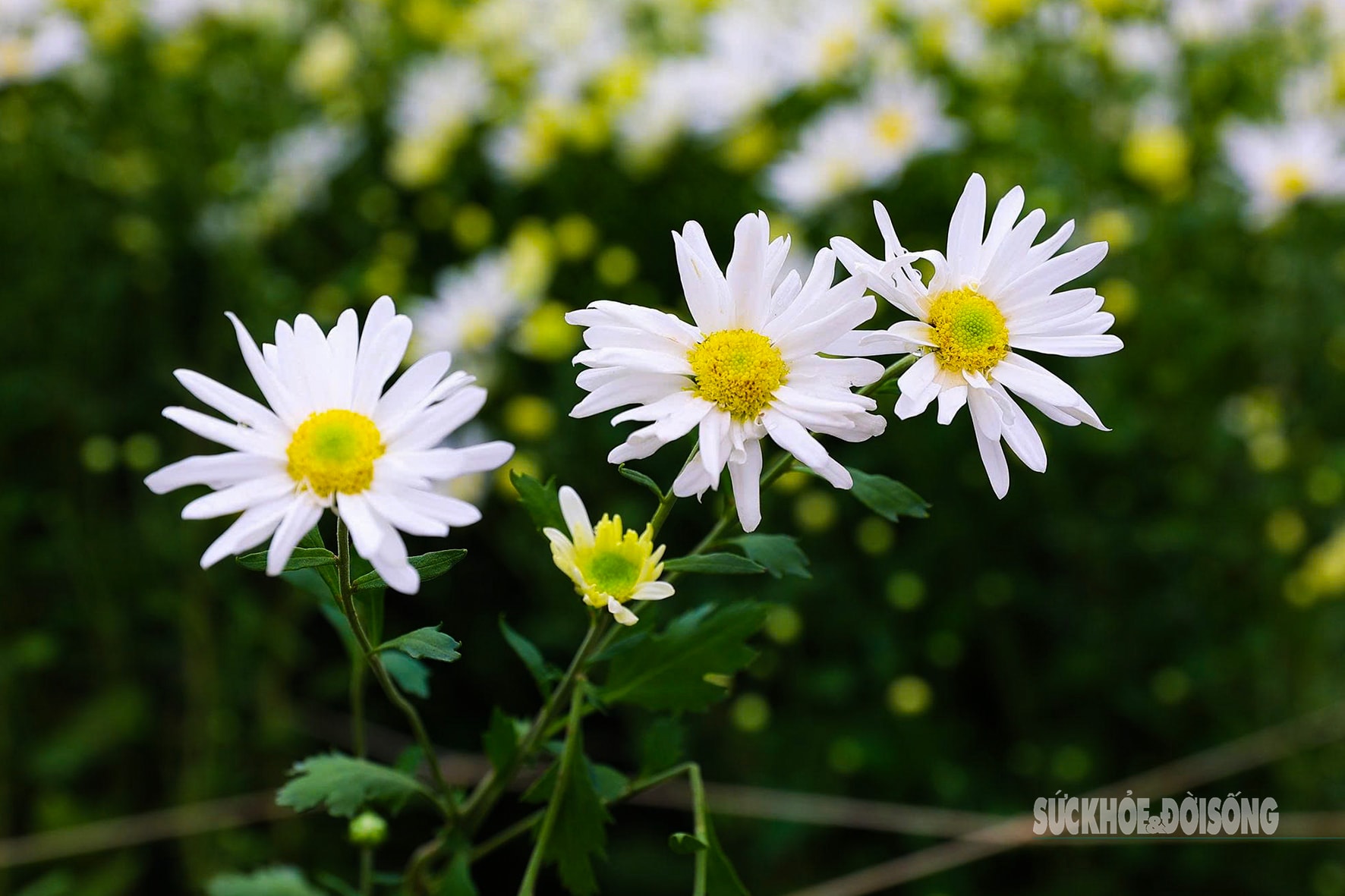 Hà Nội dịu dàng mùa hoa 'gọi đông'- Ảnh 10.