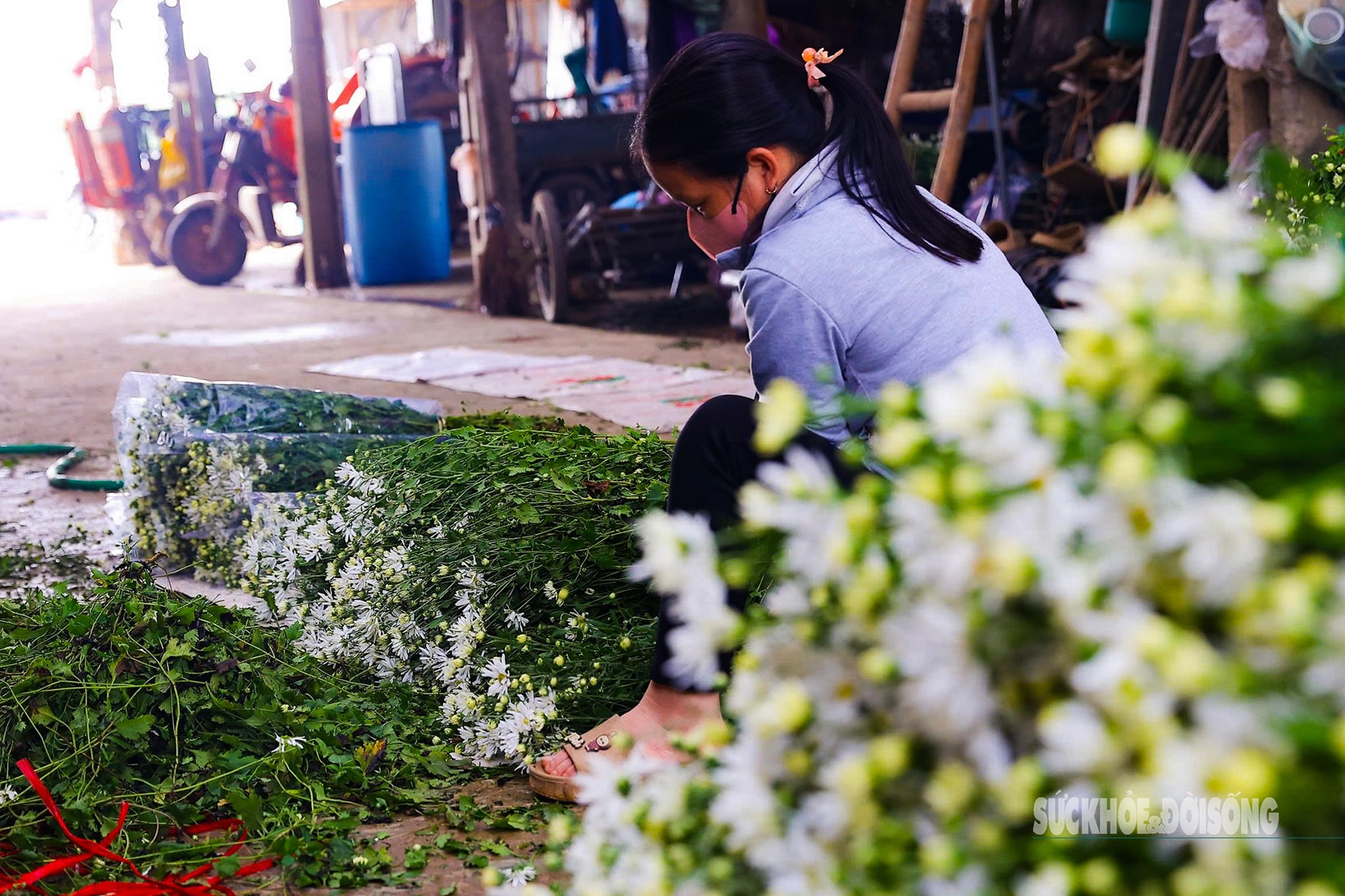 Hà Nội dịu dàng mùa hoa 'gọi đông'- Ảnh 8.