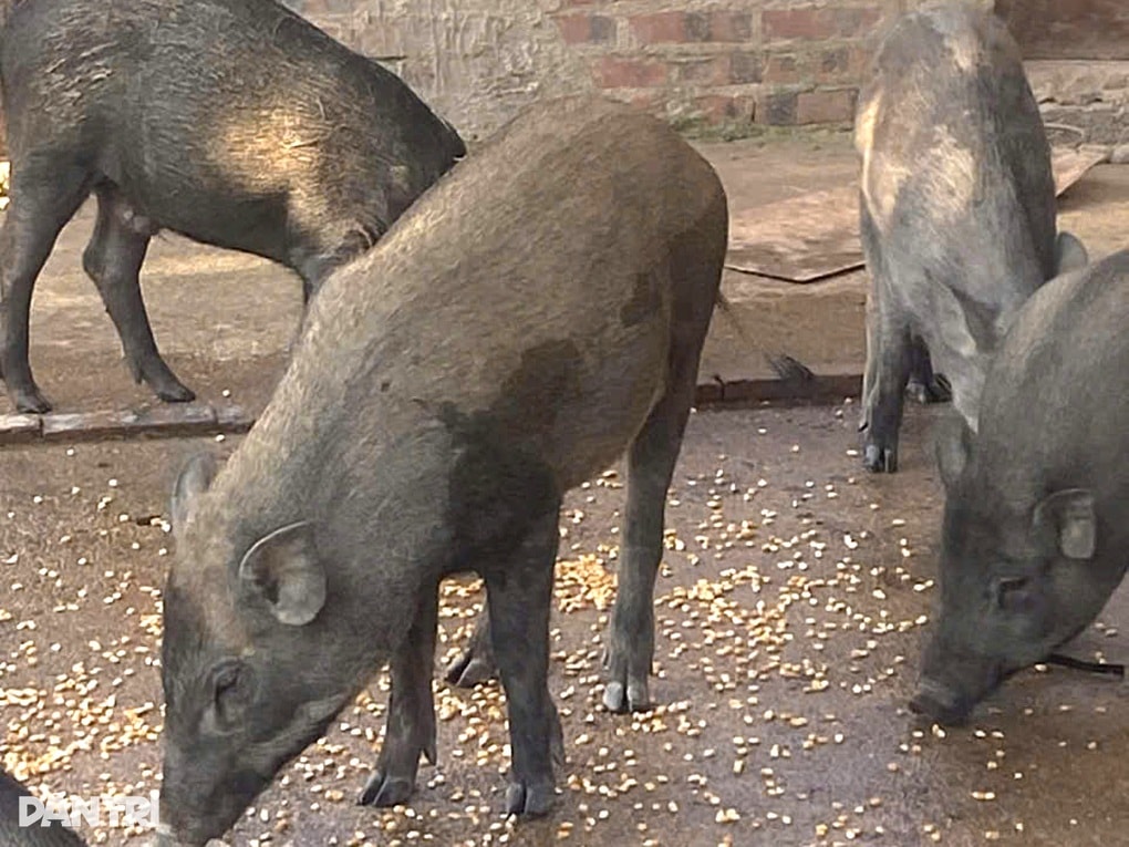 Bỏ làm công nhân về nuôi lợn rừng, cô gái có thu nhập bất ngờ - 3