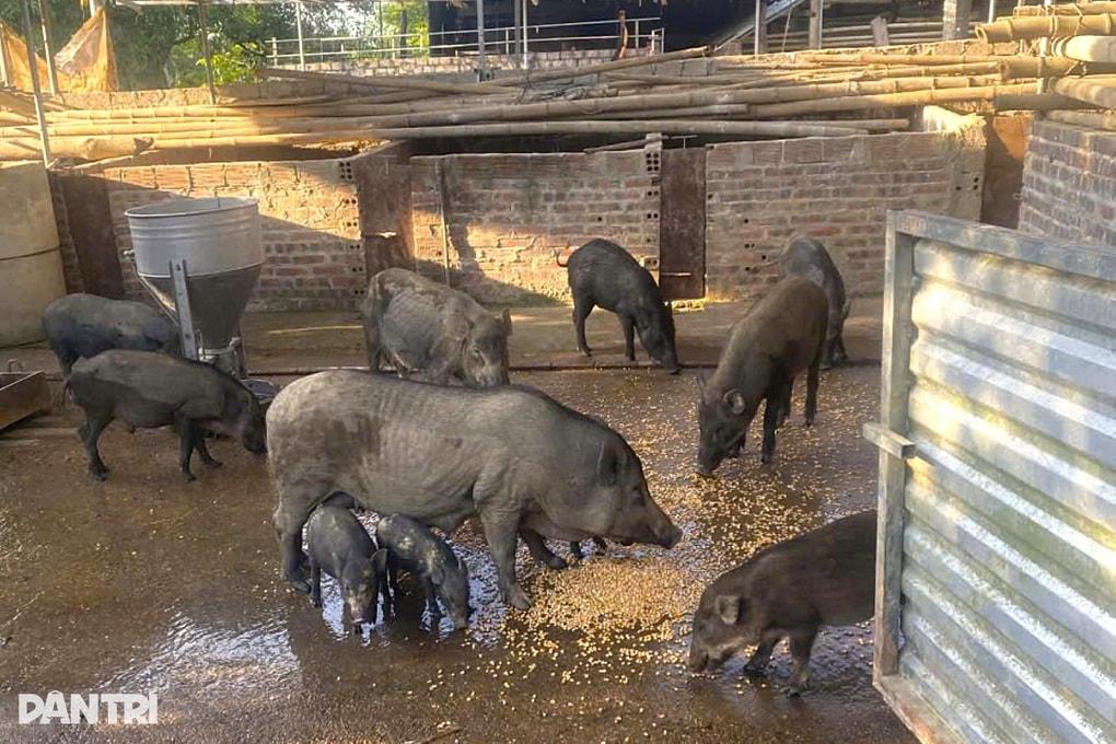 Bỏ làm công nhân về nuôi lợn rừng, cô gái có thu nhập bất ngờ - 1