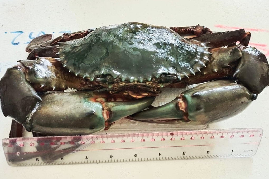 Con cua lớn nhất tại Ngày hội cua Cà Mau năm 2025 sẽ được làm gì? - 2 Con cua lớn nhất tại Ngày hội cua Cà Mau năm 2025 sẽ được làm gì? - 2