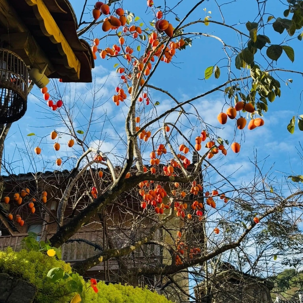 Cây hồng vô danh ở Hà Giang nổi như cồn, các nàng thơ đứng kín chờ chụp ảnh - 1