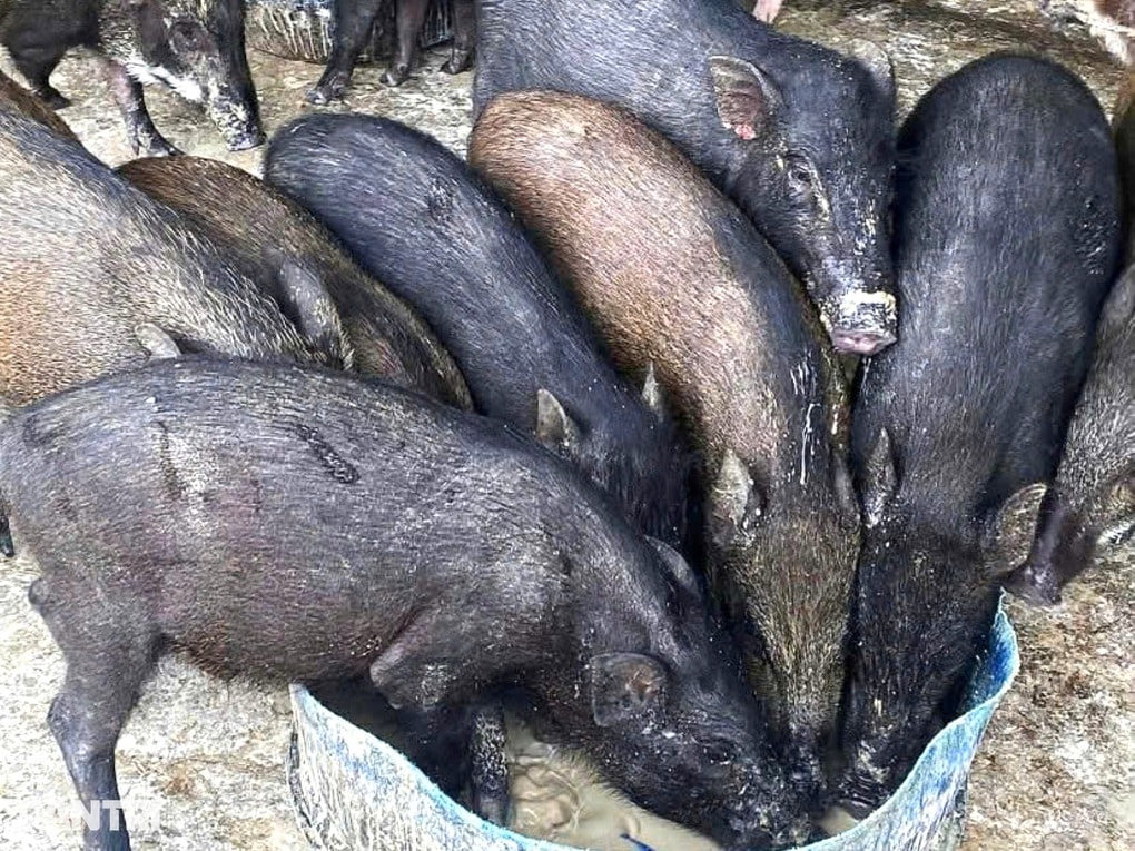 Bỏ làm công nhân về nuôi lợn rừng, cô gái có thu nhập bất ngờ - 2