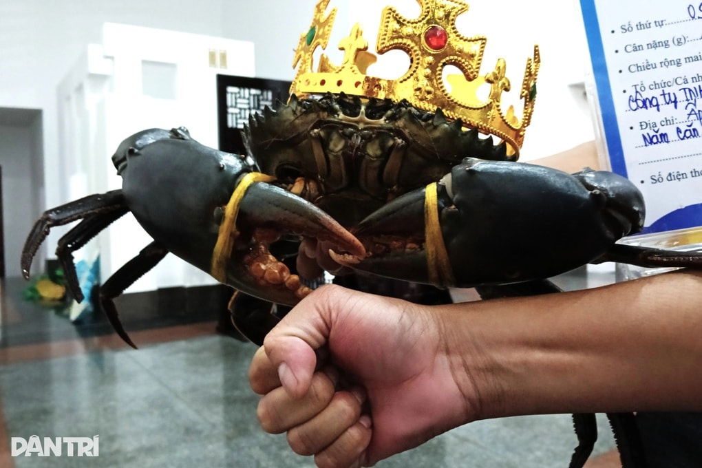 Con cua lớn nhất tại Ngày hội cua Cà Mau năm 2025 sẽ được làm gì? - 1 Con cua lớn nhất tại Ngày hội cua Cà Mau năm 2025 sẽ được làm gì? - 1