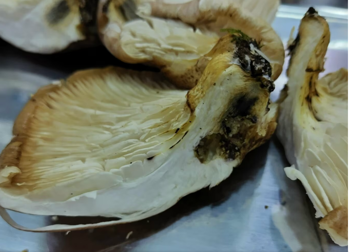 Bên trong nấm độc này thường có vết đen ở gần gốc. Ảnh: Yahoo