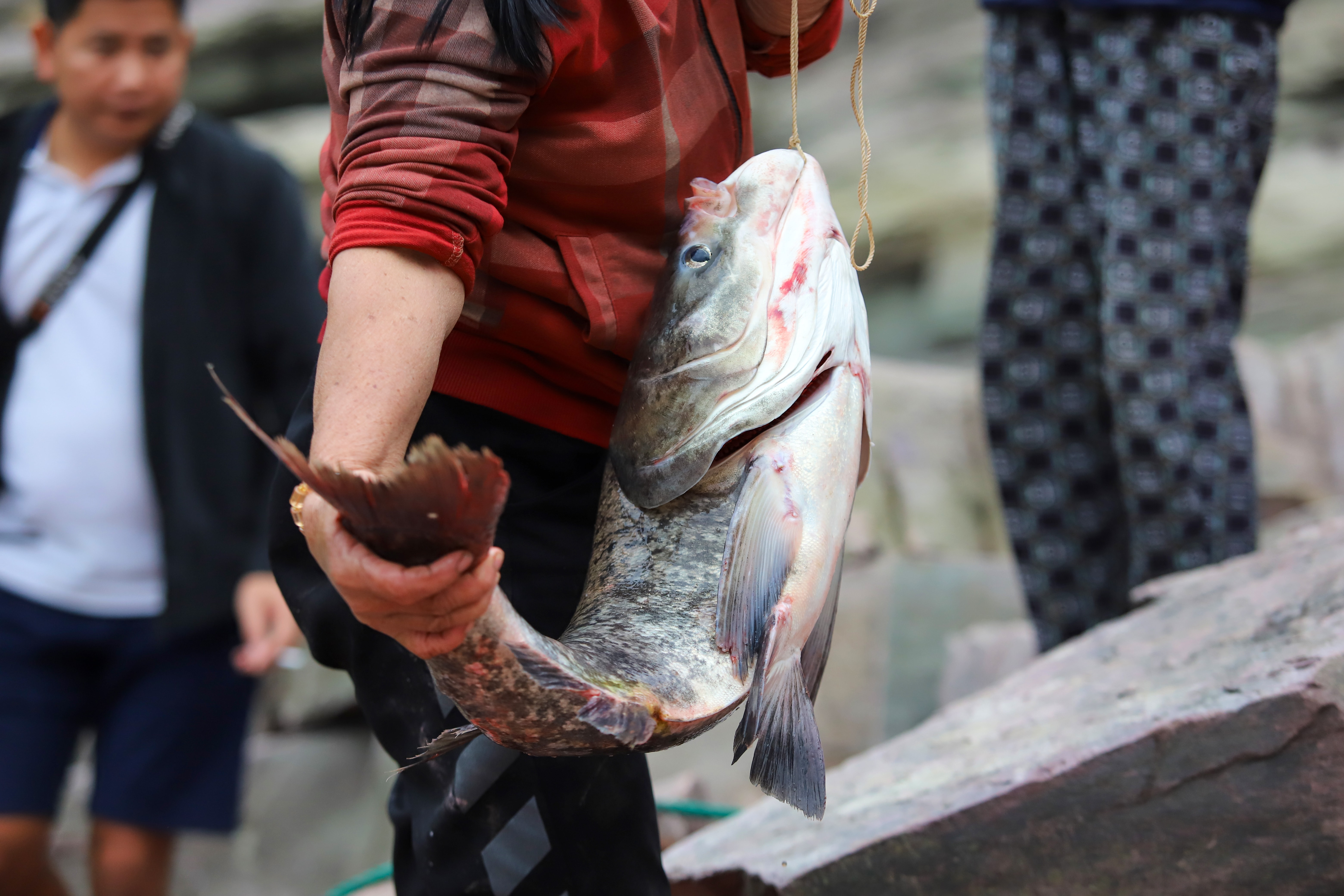 Người dân Hà Tĩnh bắt cá dưới tràn xả lũ hồ Kẻ Gỗ, ngày 23/11. Video: Đức Hùng