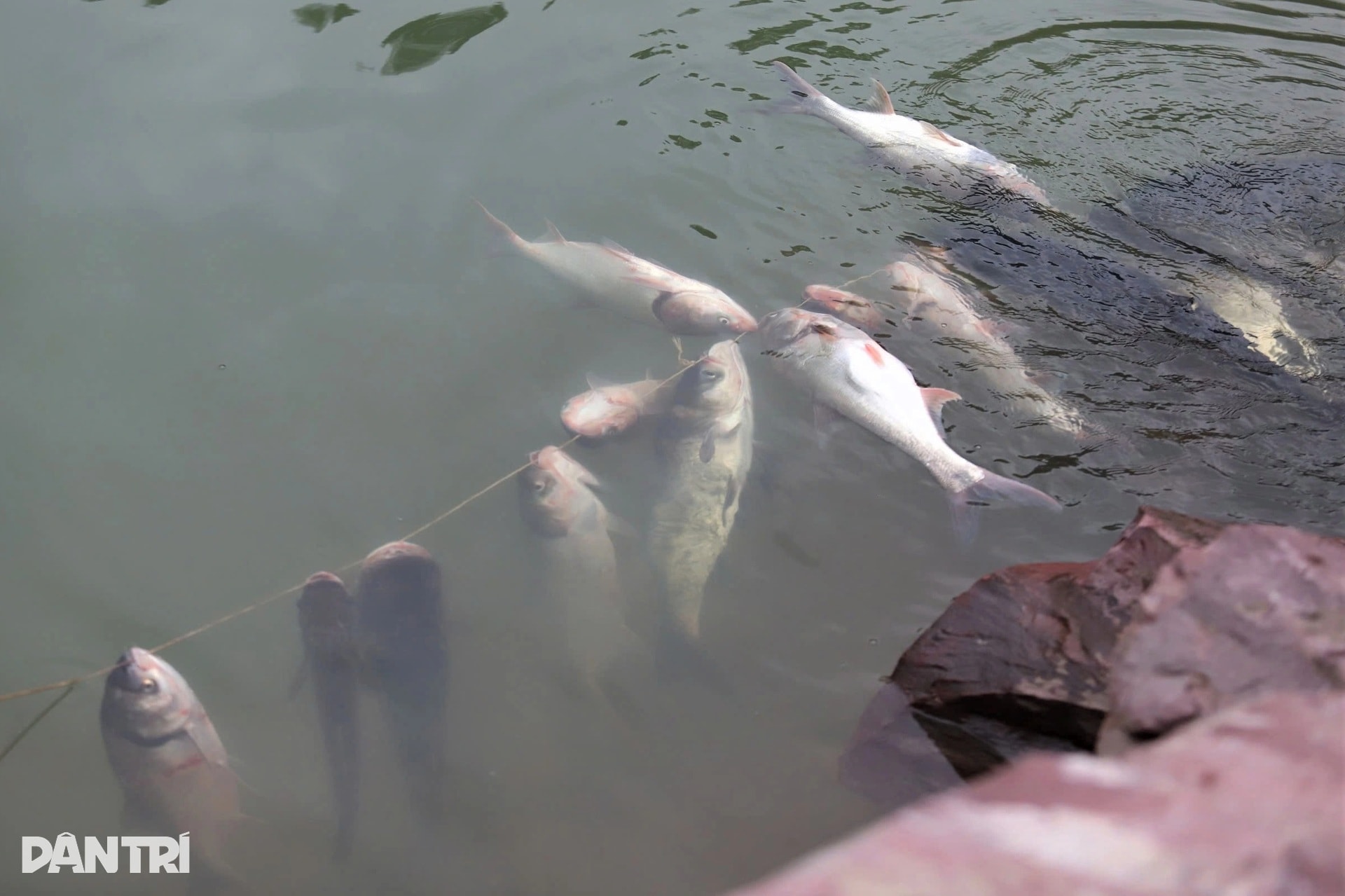 Săn cá dài cả mét dưới miệng cửa tràn xả lũ hồ Kẻ Gỗ - 10