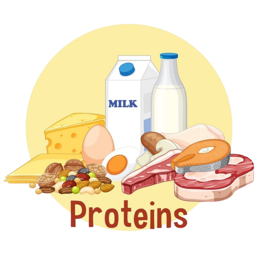 Duy trì chế độ ăn uống giàu protein và kết hợp vận động để tăng hoặc giảm cân an toàn (Vector Stock)