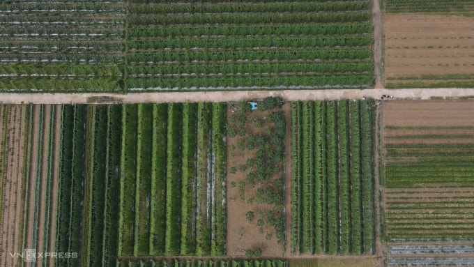 Làng trồng rau củ chuyên canh Bầu Tròn hơn 20 năm tuổi nằm ven sông Quảng Huế, Quảng Nam. Ảnh: Đắc Thành