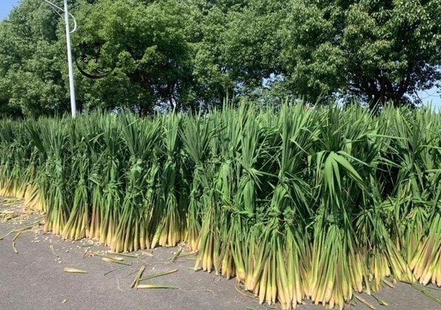 Đặc sản "sâm trong nước": Giàu vitamin, nghèo calo, giúp giảm cân, làm đủ món ngon ngày lạnh - Ảnh 1.