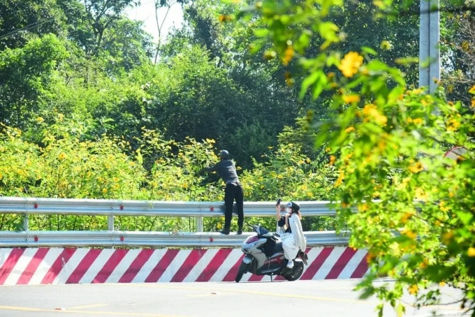 Đôi nam nữ bẻ hoa dã quỳ hôm 24/11. Ảnh: Việt Khoa