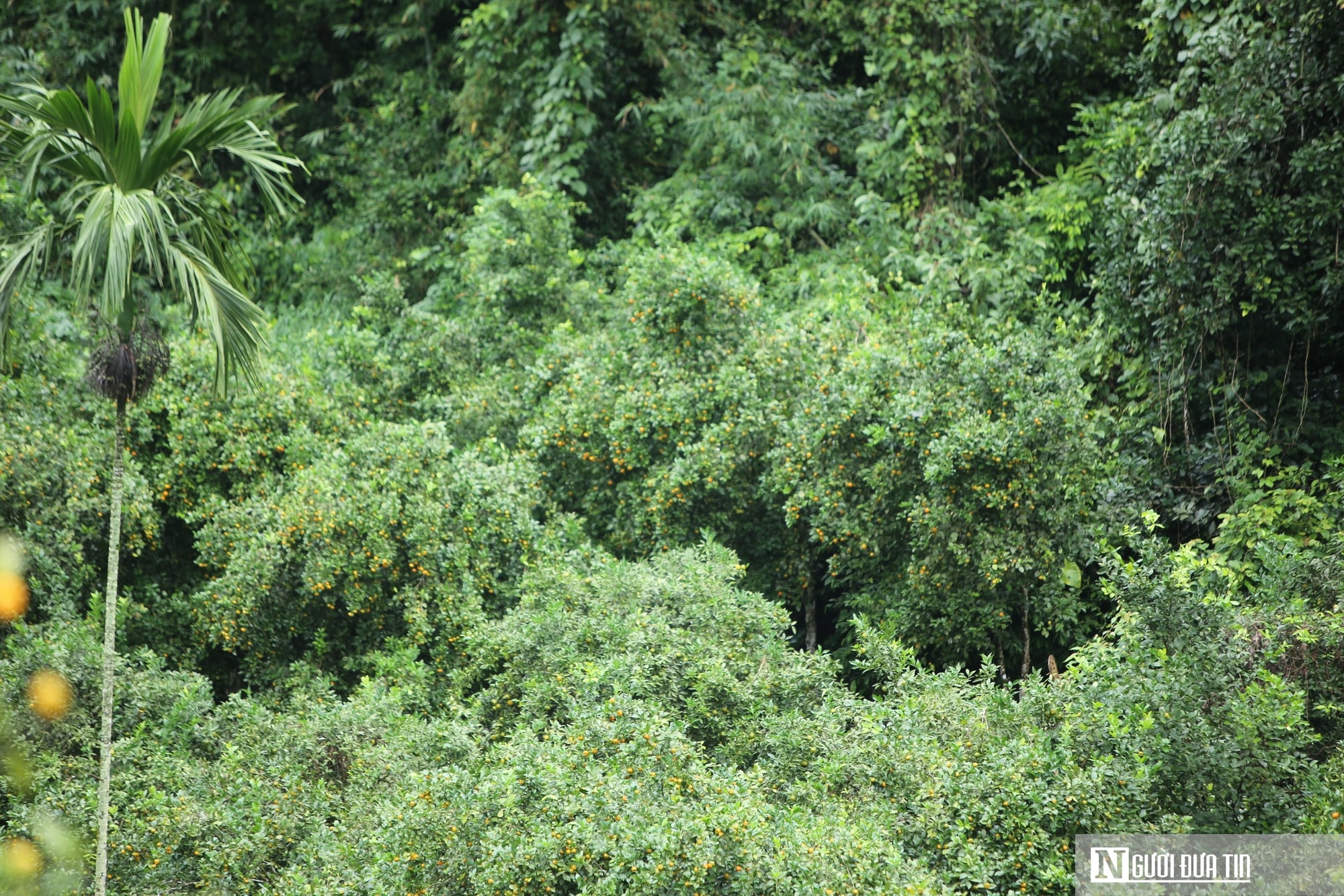 Có một thứ quả nhỏ, vỏ thơm giúp phát triển kinh tế bền vững ở vùng cao - Ảnh 1.