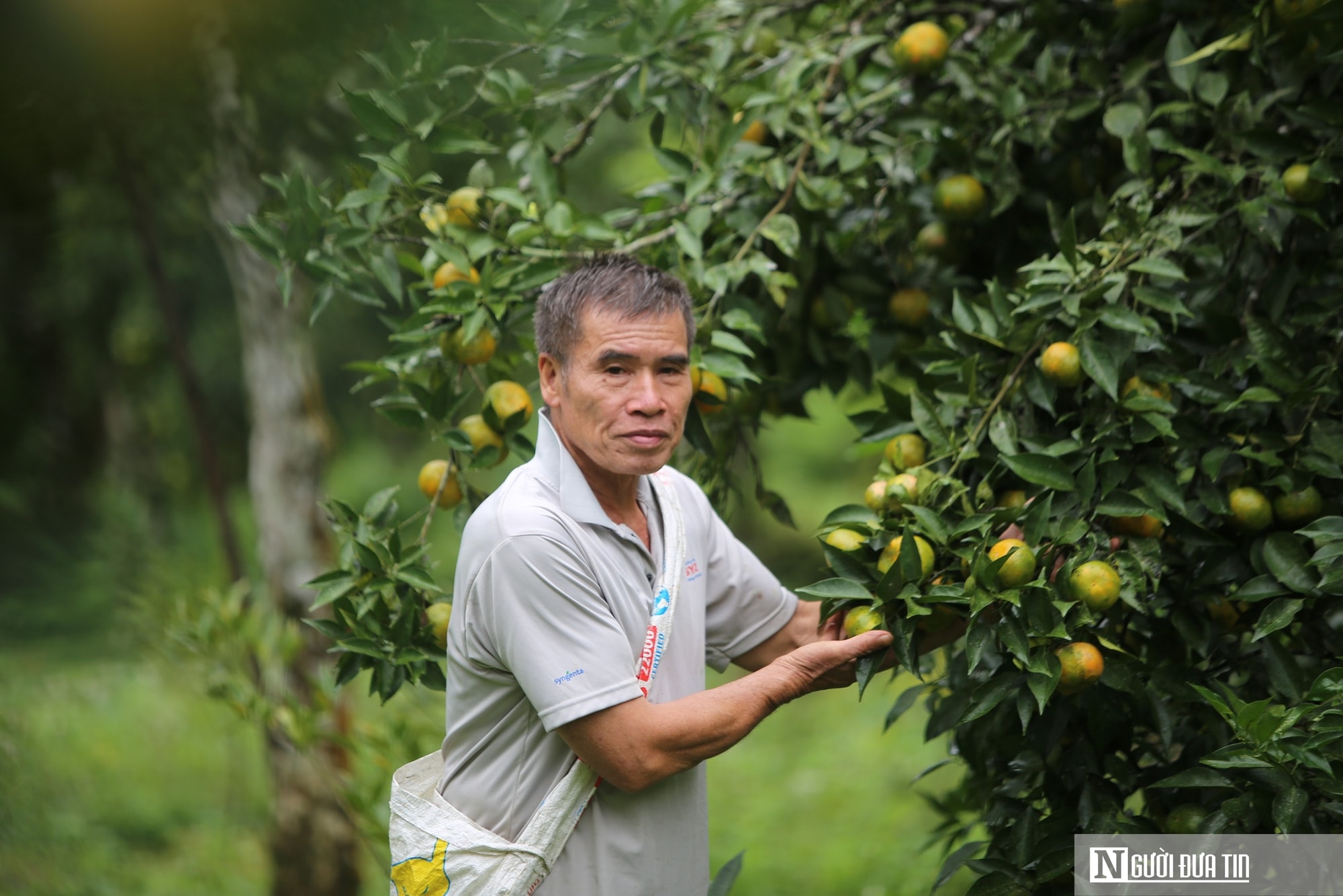 Có một thứ quả nhỏ, vỏ thơm giúp phát triển kinh tế bền vững ở vùng cao - Ảnh 3.
