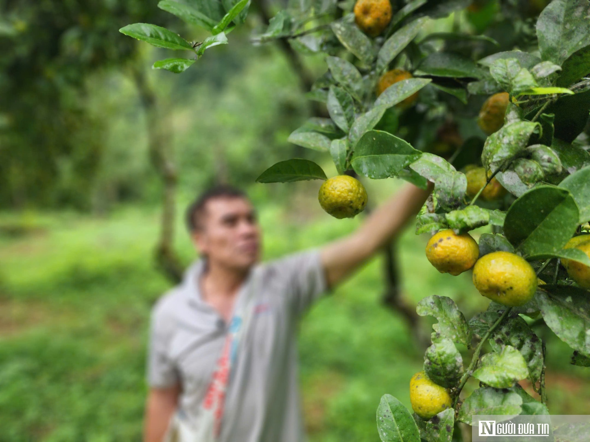 Có một thứ quả nhỏ, vỏ thơm giúp phát triển kinh tế bền vững ở vùng cao - Ảnh 4.