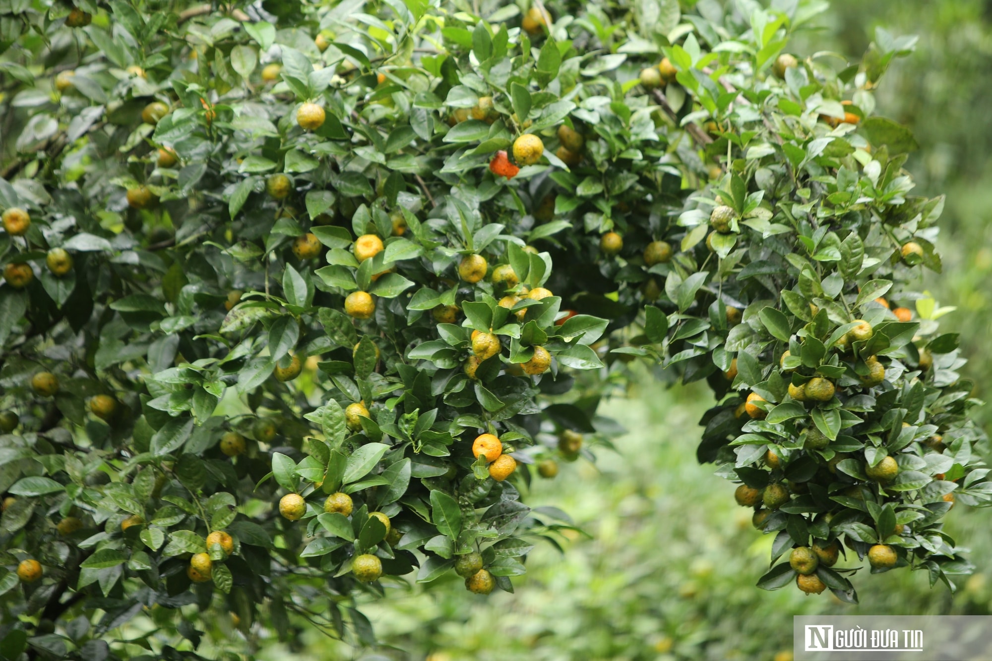 Có một thứ quả nhỏ, vỏ thơm giúp phát triển kinh tế bền vững ở vùng cao - Ảnh 6.