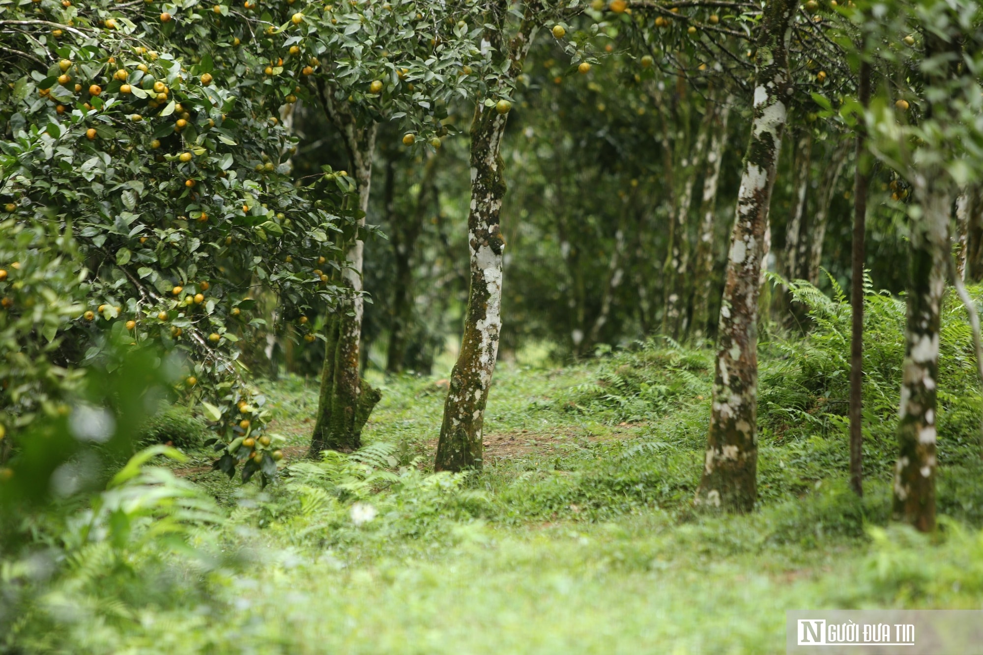 Có một thứ quả nhỏ, vỏ thơm giúp phát triển kinh tế bền vững ở vùng cao - Ảnh 7.