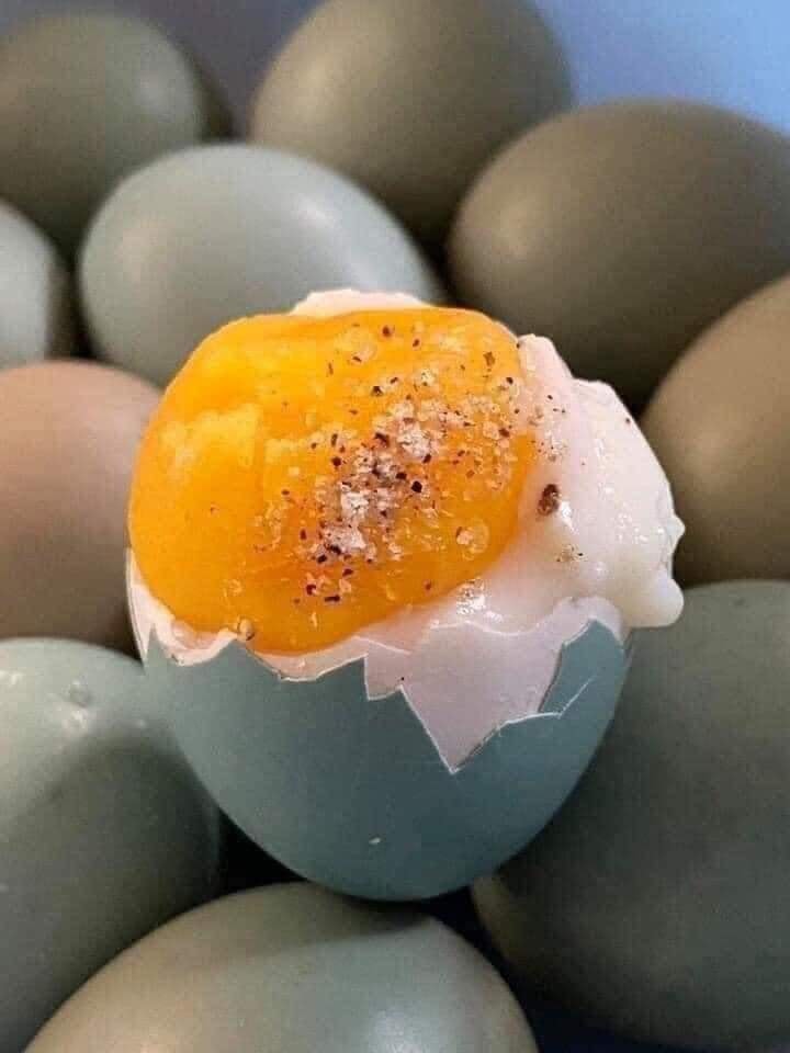 Cho chim trĩ nghe nhạc để... gia tăng sản lượng trứng! - Ảnh 9. Cho chim trĩ nghe nhạc để... gia tăng sản lượng trứng! - Ảnh 9.