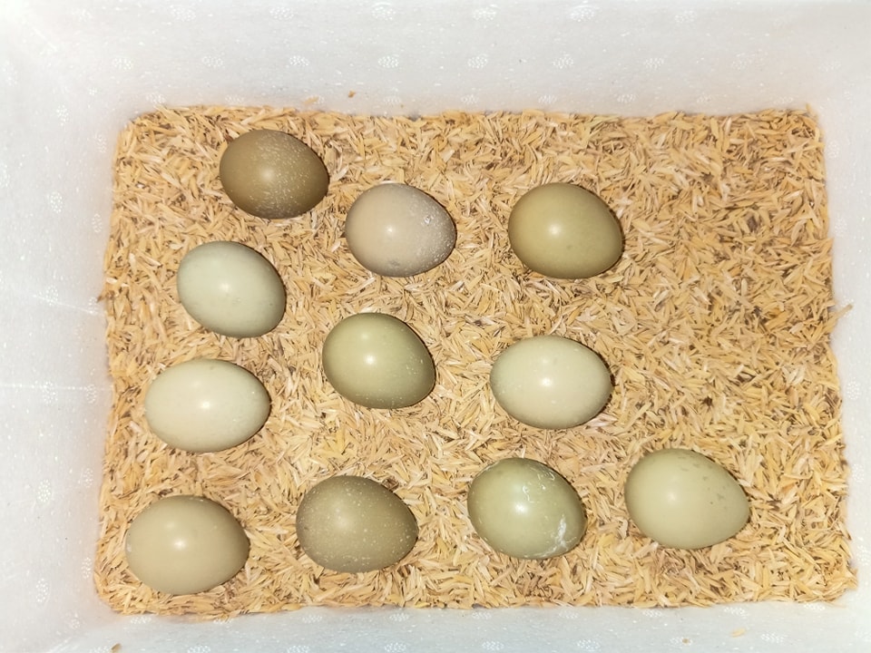 Cho chim trĩ nghe nhạc để... gia tăng sản lượng trứng! - Ảnh 8. Cho chim trĩ nghe nhạc để... gia tăng sản lượng trứng! - Ảnh 8.