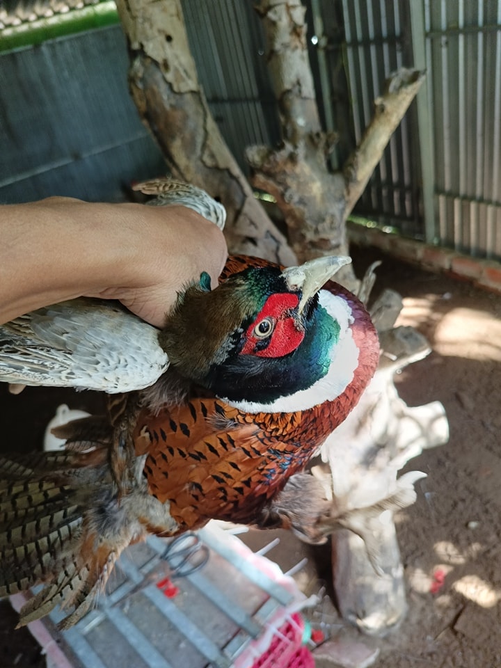 Cho chim trĩ nghe nhạc để... gia tăng sản lượng trứng! - Ảnh 3. Cho chim trĩ nghe nhạc để... gia tăng sản lượng trứng! - Ảnh 3.