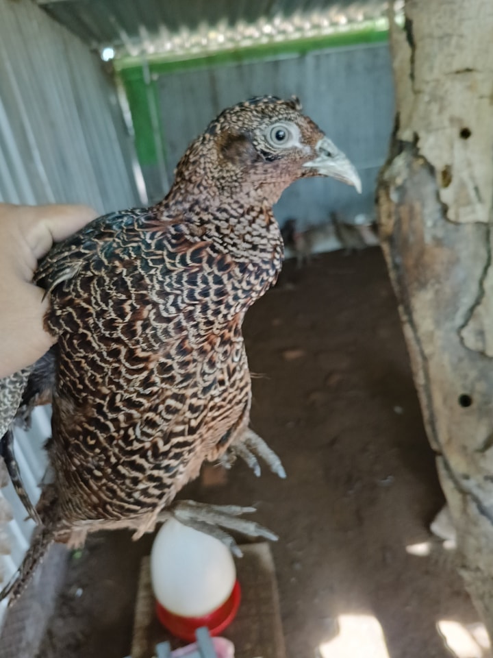 Cho chim trĩ nghe nhạc để... gia tăng sản lượng trứng! - Ảnh 4. Cho chim trĩ nghe nhạc để... gia tăng sản lượng trứng! - Ảnh 4.