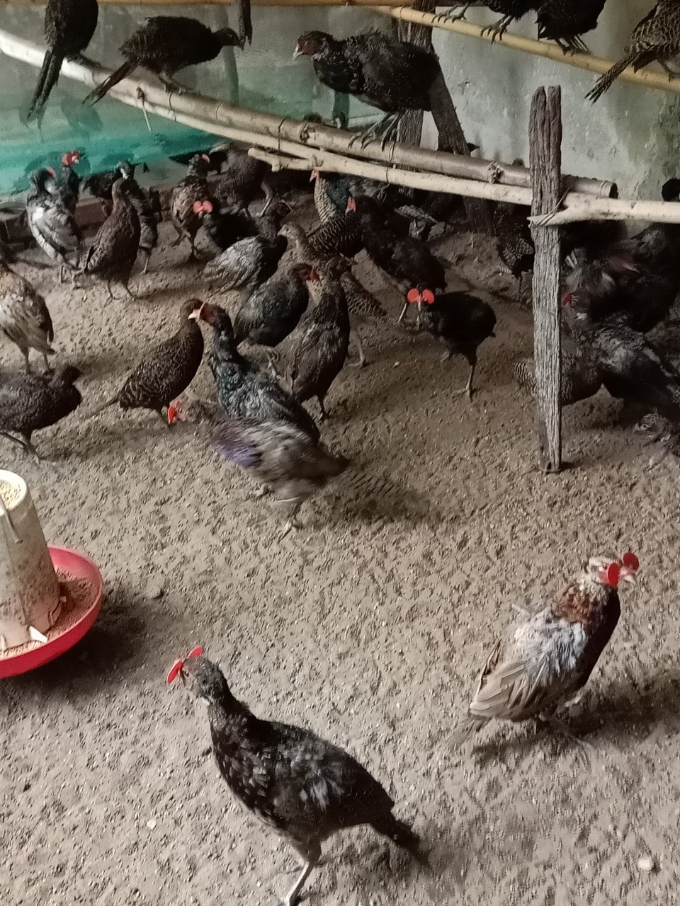 Cho chim trĩ nghe nhạc để... gia tăng sản lượng trứng! - Ảnh 2. Cho chim trĩ nghe nhạc để... gia tăng sản lượng trứng! - Ảnh 2.