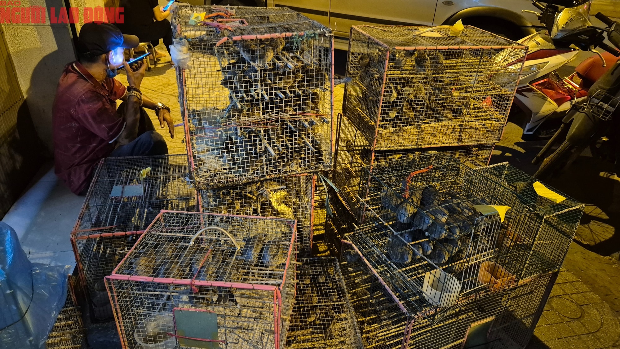 TPHCM xử lý tiểu thương lấn chiếm lòng đường bán chim hoang dã trái phép - Ảnh 1. TPHCM xử lý tiểu thương lấn chiếm lòng đường bán chim hoang dã trái phép - Ảnh 1.