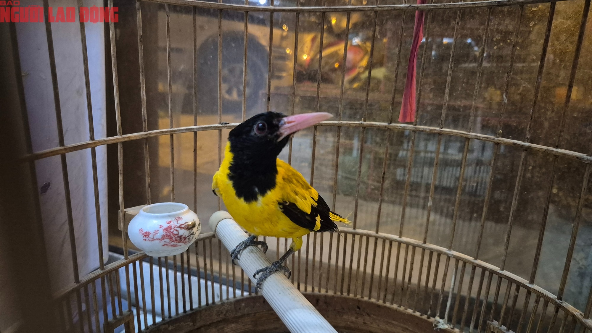 TPHCM xử lý tiểu thương lấn chiếm lòng đường bán chim hoang dã trái phép - Ảnh 6. TPHCM xử lý tiểu thương lấn chiếm lòng đường bán chim hoang dã trái phép - Ảnh 6.