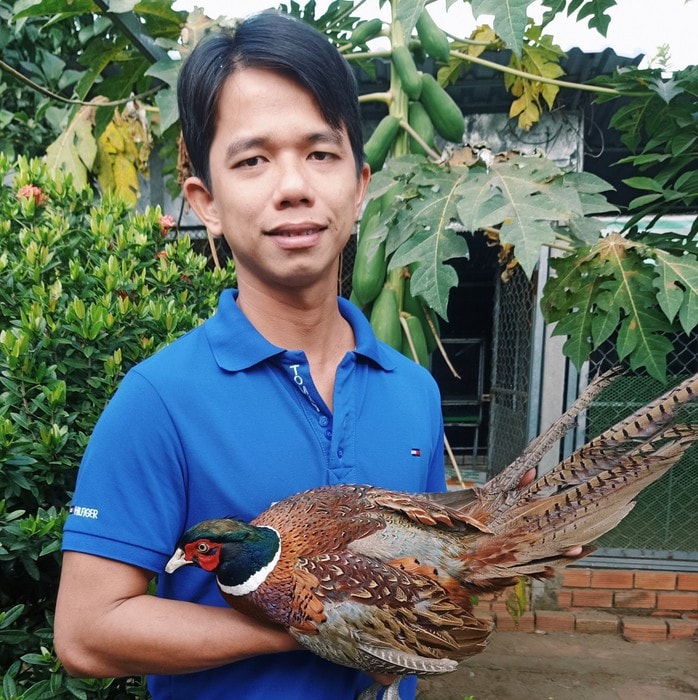 Cho chim trĩ nghe nhạc để... gia tăng sản lượng trứng! - Ảnh 1. Cho chim trĩ nghe nhạc để... gia tăng sản lượng trứng! - Ảnh 1.