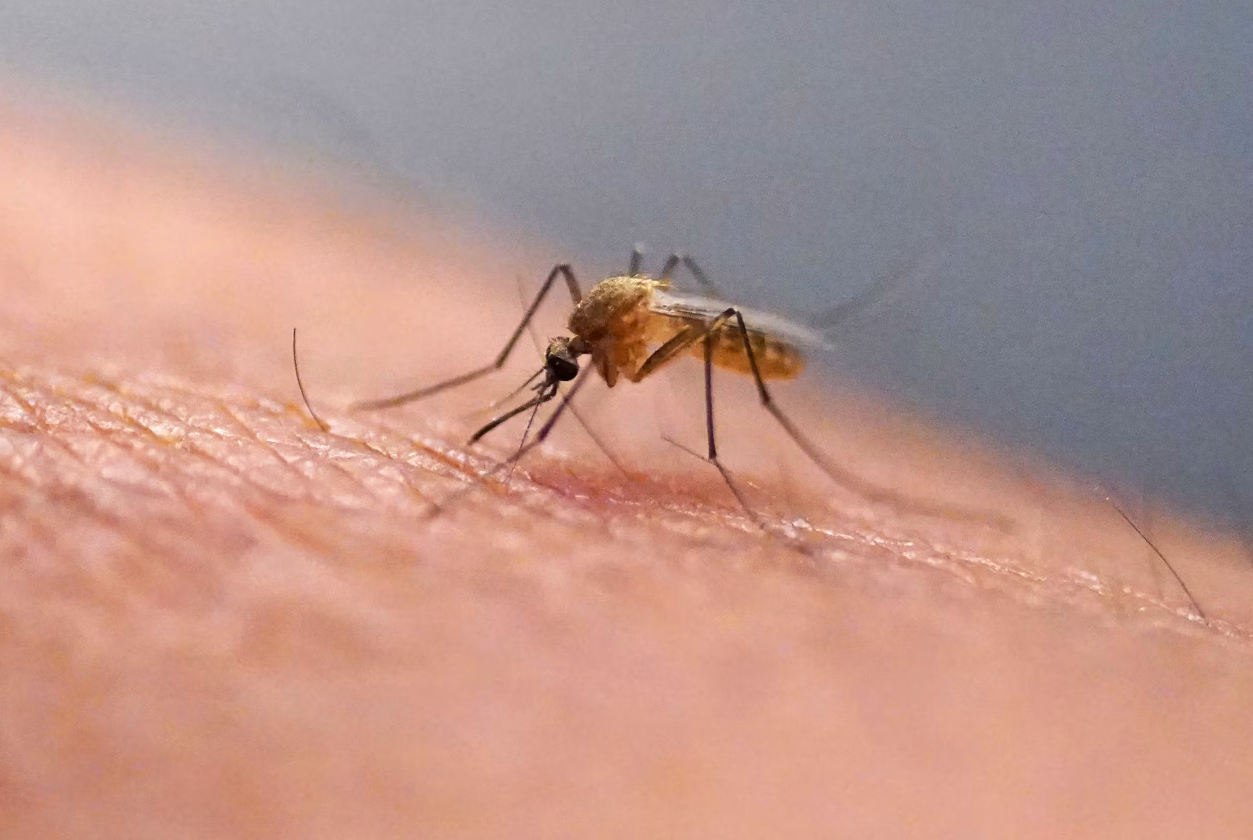 Thuốc sốt rét mới đạt hiệu quả chữa khỏi hơn 99% trong thử nghiệm 