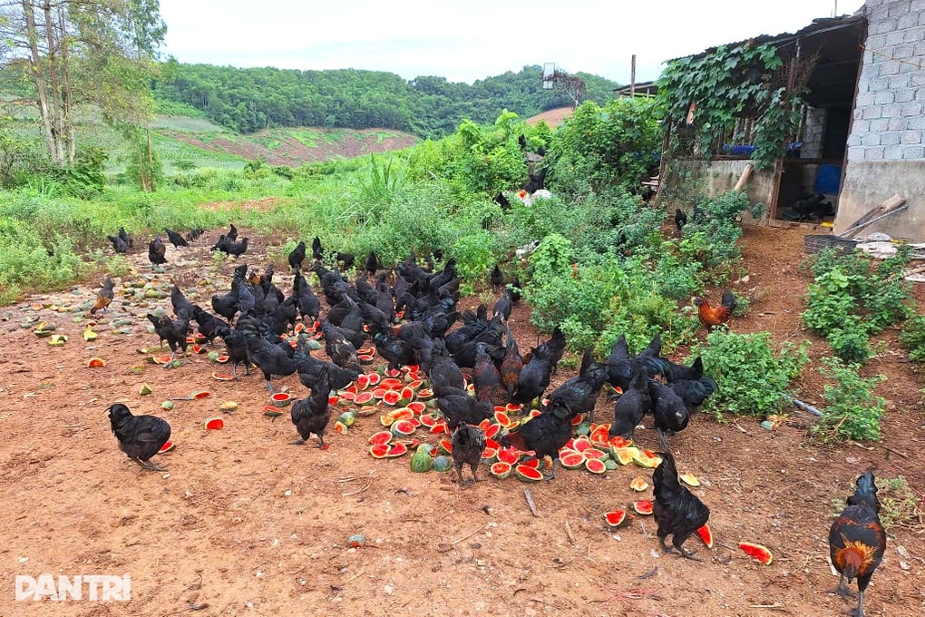 Cho gà ăn dưa hấu và dứa, anh nông dân thu lãi hàng chục triệu đồng mỗi lứa - 1 Cho gà ăn dưa hấu và dứa, anh nông dân thu lãi hàng chục triệu đồng mỗi lứa - 1