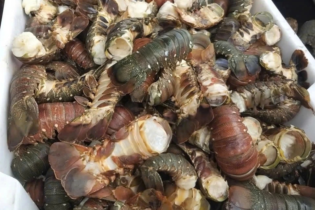 Thủ phủ tôm hùm Đắk Lắk thiệt hại hơn 3.000 tỷ đồng, ngư dân xin giãn nợ - 1 Thủ phủ tôm hùm Đắk Lắk thiệt hại hơn 3.000 tỷ đồng, ngư dân xin giãn nợ - 1