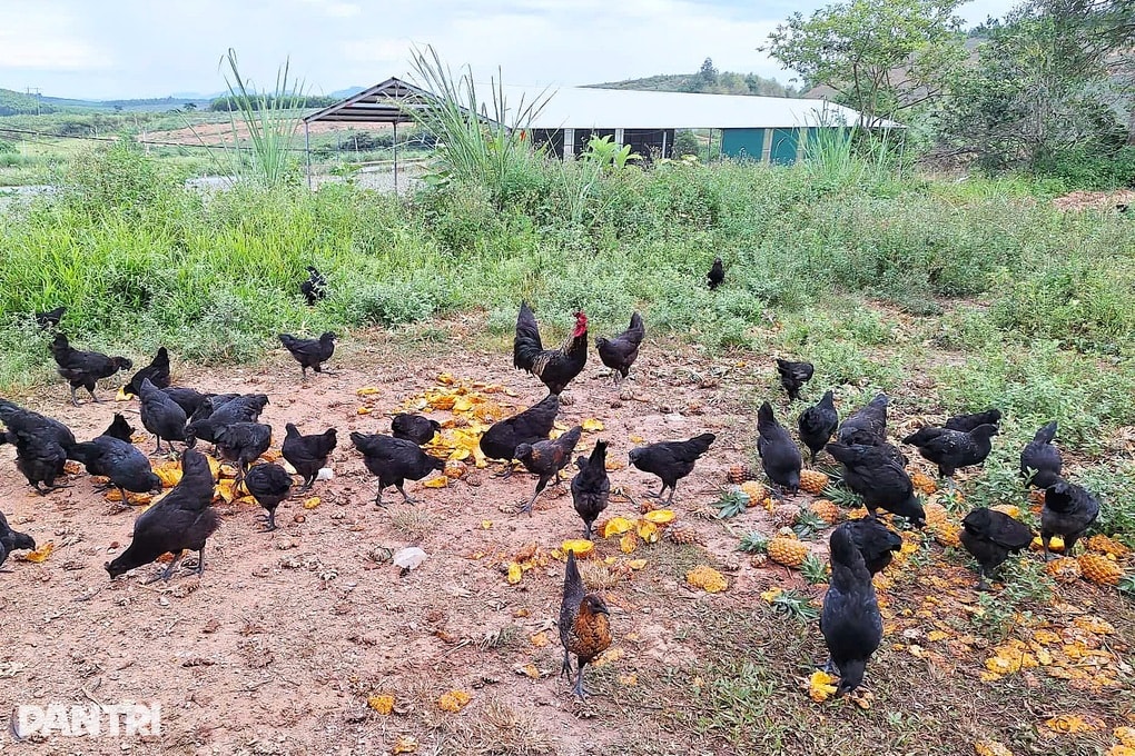 Cho gà ăn dưa hấu và dứa, anh nông dân thu lãi hàng chục triệu đồng mỗi lứa - 3 Cho gà ăn dưa hấu và dứa, anh nông dân thu lãi hàng chục triệu đồng mỗi lứa - 3