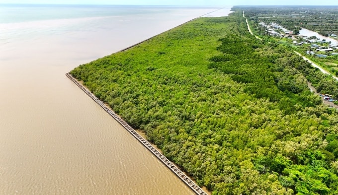 Các đoạn kè chắn sóng, tạo bãi để rừng phát triển bảo vệ bờ biển lâu dài ở huyện Trần Văn Thời cũ. Ảnh: Chúc Ly