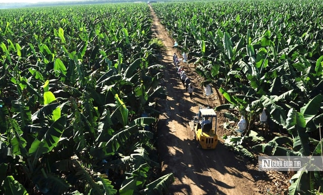 Tp.HCM: Xây dựng mô hình sinh thái nông nghiệp công nghệ cao - Ảnh 2.