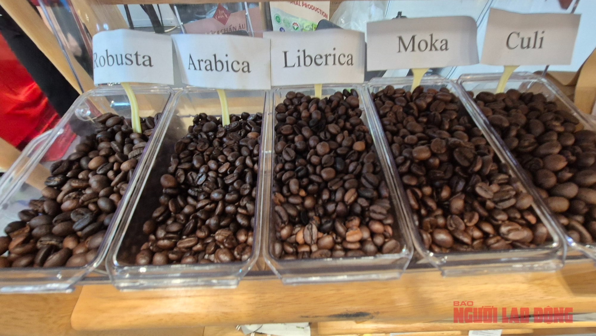 Giá cà phê hôm nay 26 -11: Tăng 3 con số trở lại - Ảnh 1.